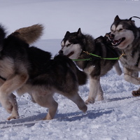 husky